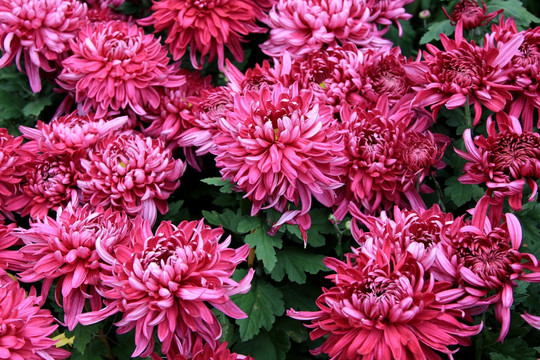 红菊花
