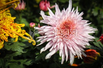 粉色菊