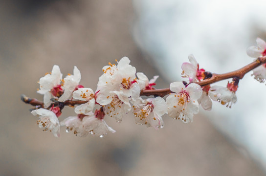 雨中的桃花