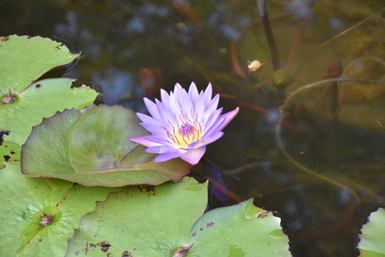 莲花 花蕊