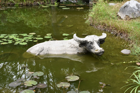 水牛戏水