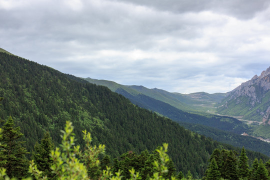 四川黄龙高山峡谷森林