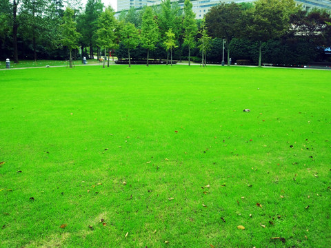 城市公园大草坪