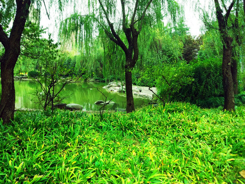 公园柳树小池塘