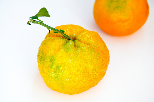 丑橘 橘子