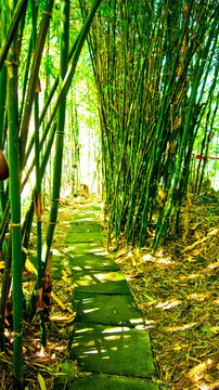 竹林 林荫小路