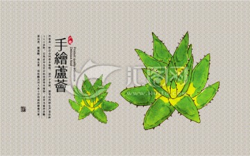 手绘芦花插画