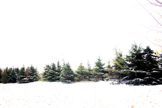 松树雪景
