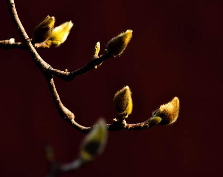 玉兰花苞