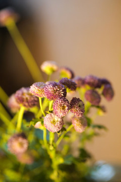 清新小菊 雏菊