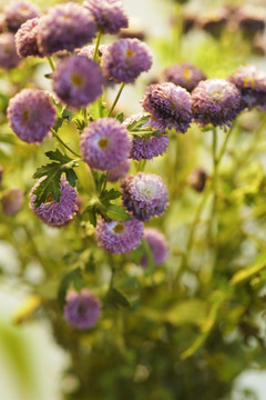 小雏菊 花草素材 花卉背景