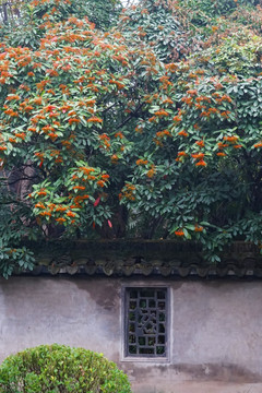 江南风景