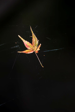 蜘蛛网兜住枫叶