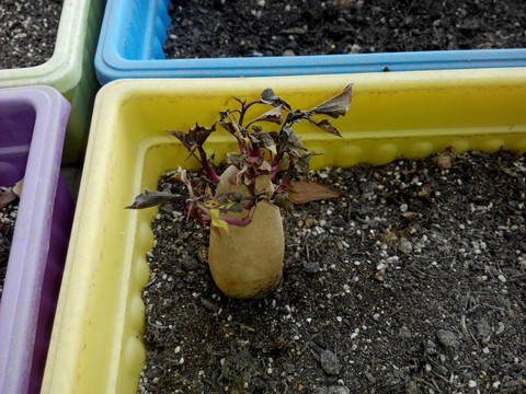 红薯盆栽