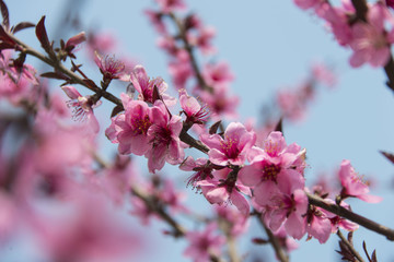 春天桃花
