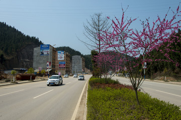 岑巩桃花街景