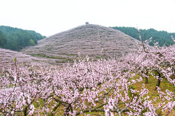 客楼桃花基地
