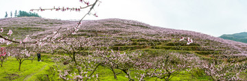 岑巩客楼桃花基地