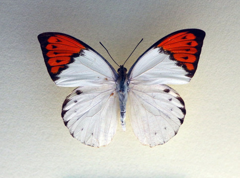 鹤顶粉蝶标本
