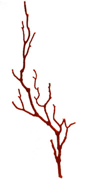 红珊瑚标本
