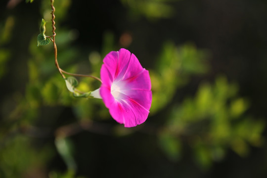 牵牛花