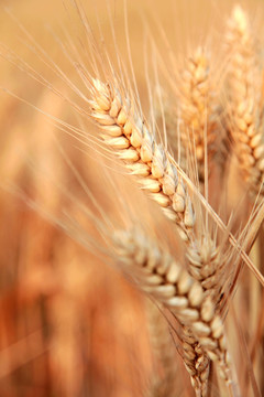 麦子 小麦 谷物 粮食