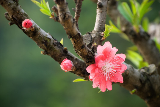 桃花