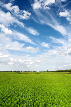 水稻 稻田 稻子 稻谷
