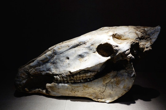 艾氏马头骨化石