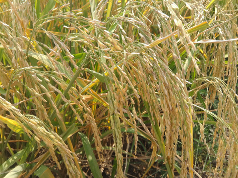 水稻 稻子 稻谷 丰收 稻粒