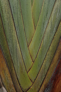 植物纹理