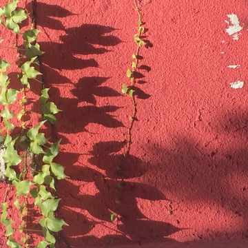 红色的墙与树叶