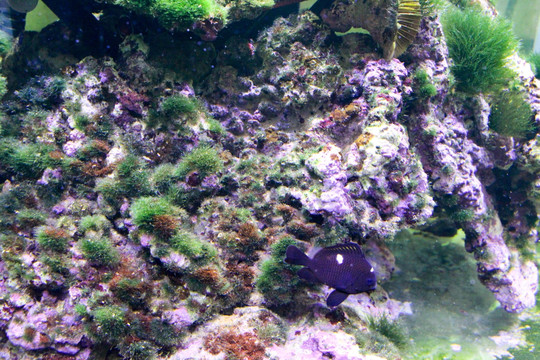 活珊瑚