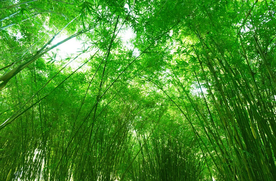 青翠色的竹林