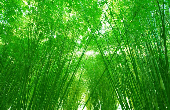 绿色的竹林