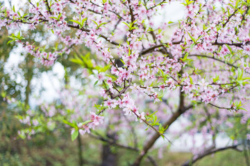 雨后桃花