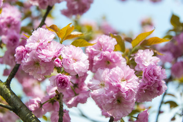 岑巩阳光下樱花特写