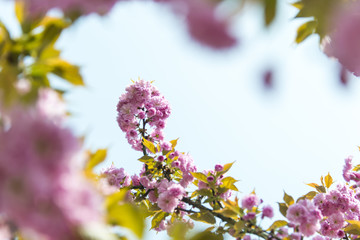 樱花花边