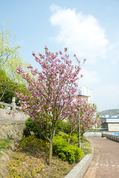 樱花树阳光