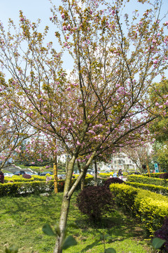 岑巩樱花树