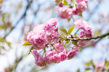 阳光下樱花特写