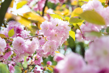 阳光樱花
