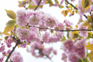 樱花大特写