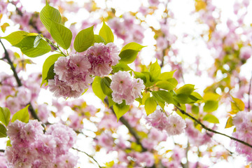 樱花特写