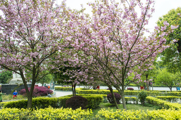 岑巩樱花树