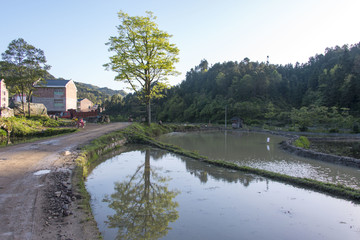 春天古树