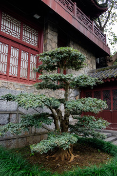 植物造型