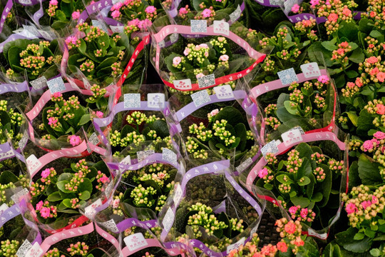 鲜花
