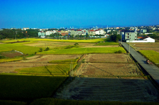 田野