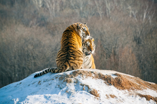 雪中老虎